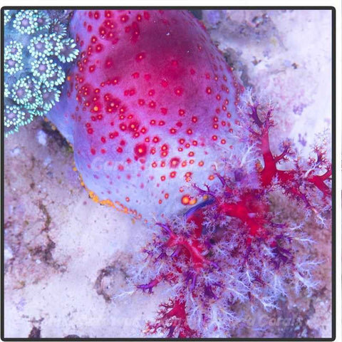 Jelly Sea Apple - Canada Corals
