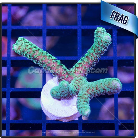 Lucky Green Birdsnest Seriatopora Frag - H4 - Canada Corals