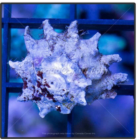 Ninja Spiny Star Snail - Canada Corals