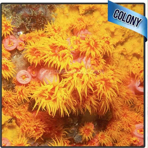 Orange Sun Coral Frag - Canada Corals