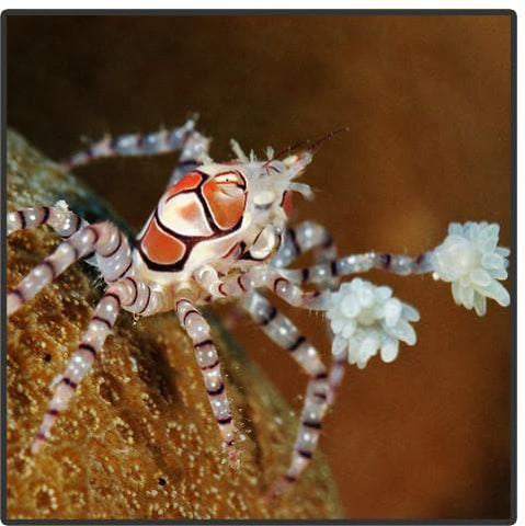 Pom Pom Crab - Canada Corals