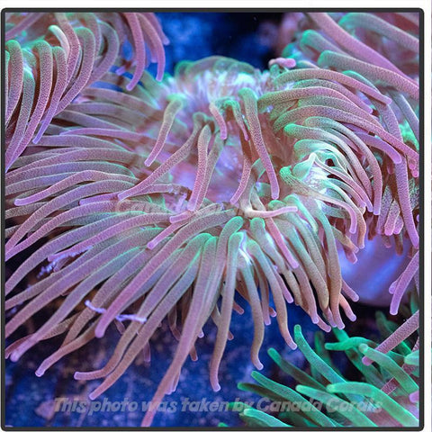 Rainbow Bubble Tip Anemones - Canada Corals