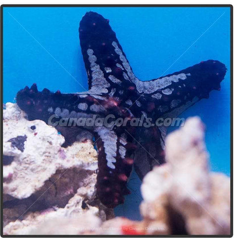 Red Knob Starfish - Canada Corals