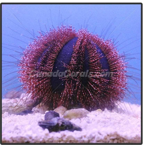 Red Tuxedo Urchin - Canada Corals