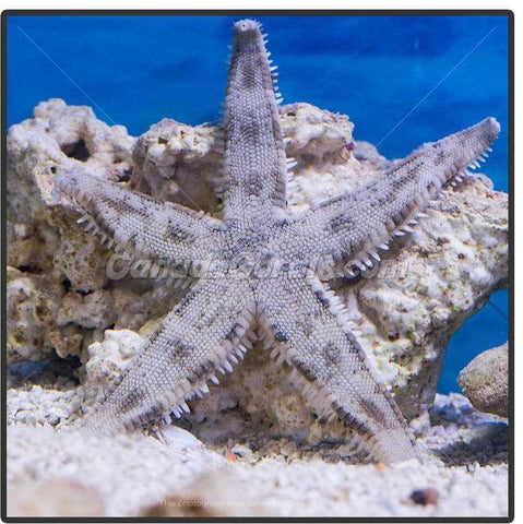 Sand Sifting Starfish - Canada Corals
