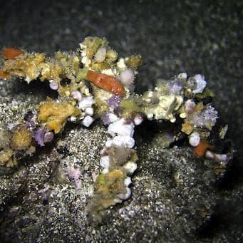 Decorator Crab- Facts and Photographs | Seaunseen