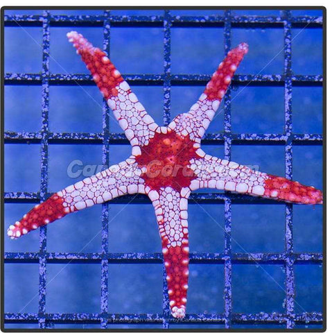 Tile Starfish - Canada Corals
