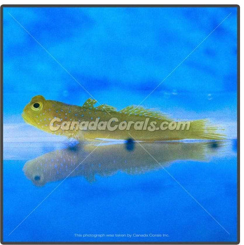Yellow Watchman Goby ss - Canada Corals